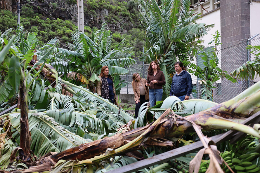 PS exige “apoios rápidos e sem complicações” para os agricultores afetados pelo mau tempo